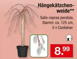 Zimmermann Hängekätzchenweide Angebot