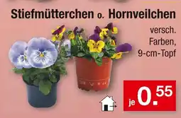 Zimmermann Stiefmütterchen oder hornveilchen Angebot