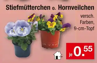 Zimmermann Stiefmütterchen oder hornveilchen Angebot