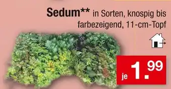 Zimmermann Sedum Angebot