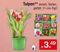 Zimmermann Tulpen Angebot