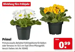 Hagebau Primel Angebot