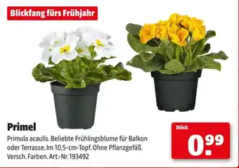 Hagebau Primel Angebot