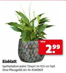 Hagebau Einblatt Angebot