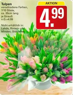 WEZ Tulpen Angebot