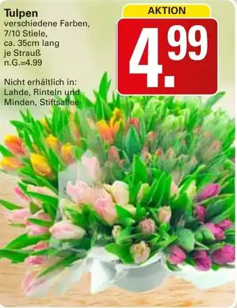 WEZ Tulpen Angebot