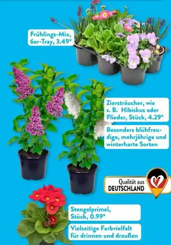 Aldi Süd Gardenline Bunter Frühling Angebot