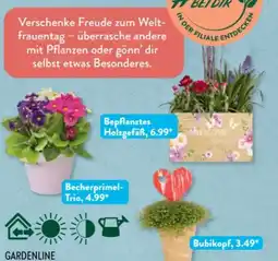 Aldi Süd Gardenline Pflanze Angebot