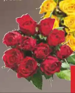 Netto Marken-Discount Moosrosen Angebot