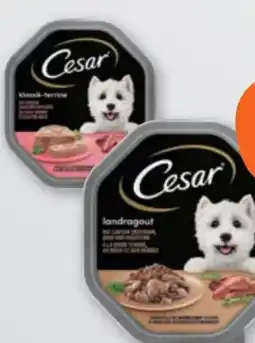 tegut Cesar Hundenahrung Angebot