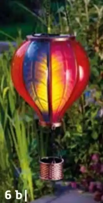 Pflanzen Kölle Heißluftballon-Regenbogen Angebot