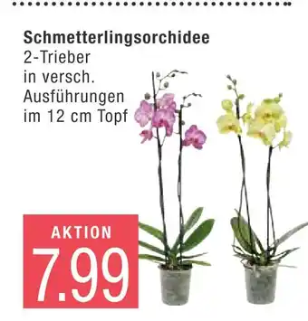 Marktkauf Schmetterlingsorchidee Angebot