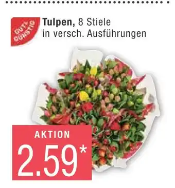 Marktkauf Tulpen Angebot