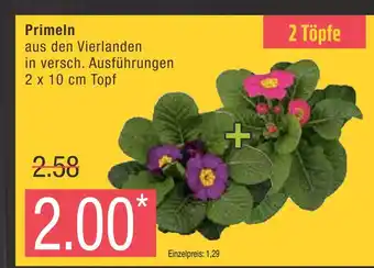 Marktkauf Primeln Angebot