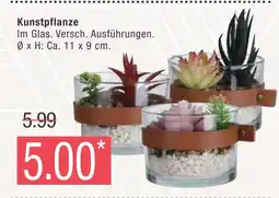 Marktkauf Kunstpflanze Angebot