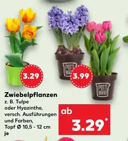 Kaufland Zwiebelpflanzen Angebot