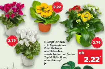 Kaufland Blühpflanzen Angebot