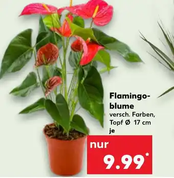 Kaufland Flamingo- blume Angebot