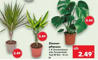 Kaufland Zimmer- pflanzen Angebot