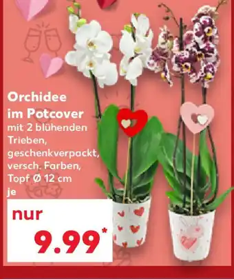 Kaufland Orchidee im Potcover Angebot