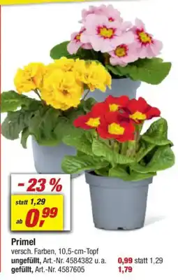 toom Baumarkt Primel Angebot