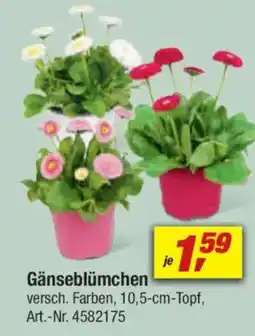 toom Baumarkt Gänseblümchen Angebot