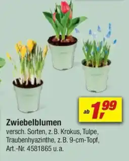 toom Baumarkt Zwiebelblumen Angebot