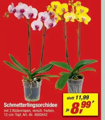 toom Baumarkt Schmetterlingsorchidee Angebot