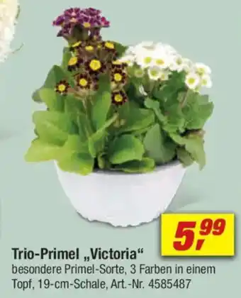 toom Baumarkt Trio-Primel,,Victoria" Angebot