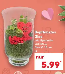 Kaufland Bepflanztes Glas Angebot