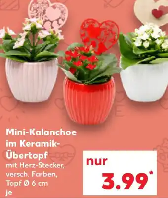 Kaufland Mini-Kalanchoe im Keramik- Übertopf Angebot