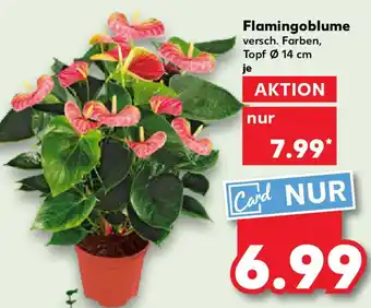 Kaufland Flamingoblume Angebot