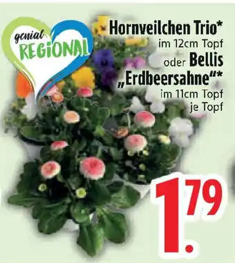 Edeka Hornveilchen Trio oder Bellis „Erdbeersahne Angebot