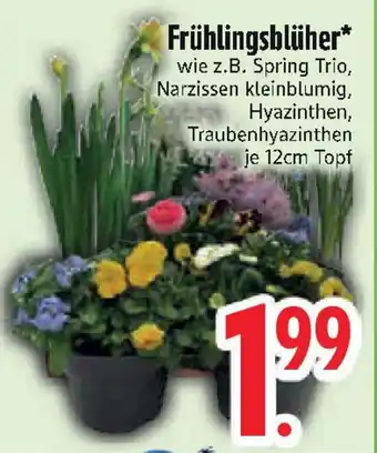 Edeka Frühlingsblüher Angebot