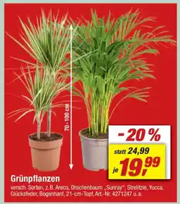 toom Baumarkt Grünpflanzen Angebot