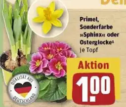 REWE Primel, Sonderfarbe Sphinx oder Osterglocke Angebot