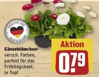 REWE Gänseblümchen Angebot