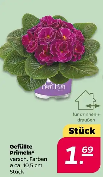 NETTO Gefüllte primeln Angebot