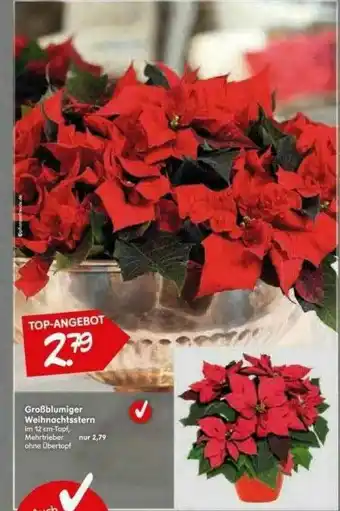 Blumen Risse Großblumiger Weihnachtsstern Angebot