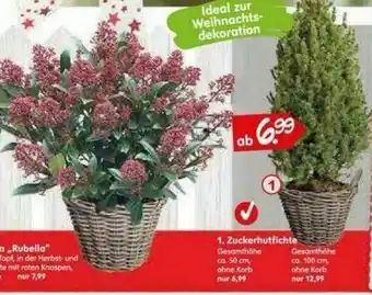 Blumen Risse Zuckerhutfichte Angebot