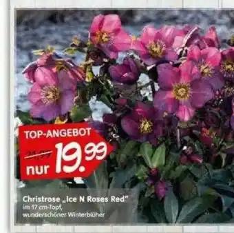 Blumen Risse Christrose „ice N Roses Red“ Angebot