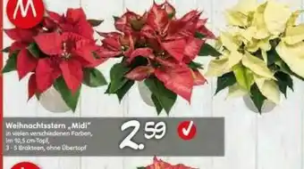 Blumen Risse Weihnachtsstern „midi“ Angebot