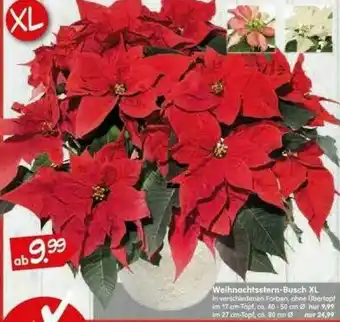 Blumen Risse Weihnachtsstern-busch XL Angebot