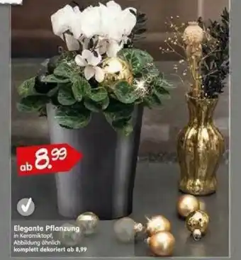 Blumen Risse Elegante Pflanzung Angebot