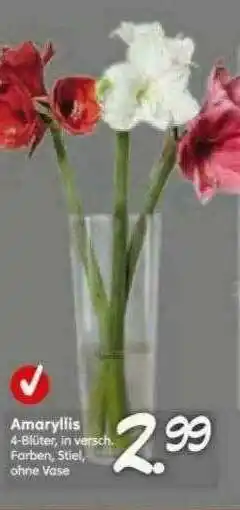 Blumen Risse Amaryllis Angebot