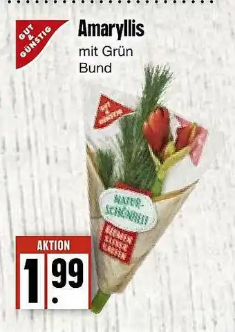 Edeka Frischemarkt Gut & Günstig Amaryllis Angebot