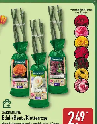 Aldi Nord Gardenline edel- oder beet- oder kletterrose Angebot