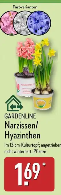 Aldi Nord Gardenline narzissen oder hyazinthen Angebot