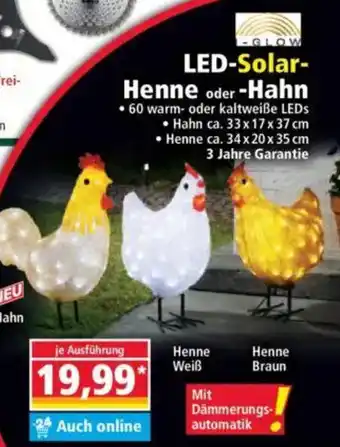 Norma I GLOW GLOW LED-Solar- Henne oder -Hahn Angebot