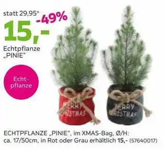 Mömax Echtpflanze „pinie“ Angebot